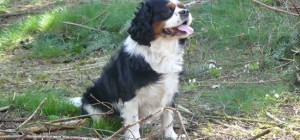 Собаки 138 (30 обоев)