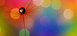 Цветочные обои 789 (2560x1600) (30 обоев)