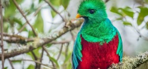 Birds 157 (3840x2160) (30 wallpapers)