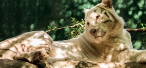 Коти 171 (30 шпалер)