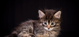 Коты 183 (30 обоев)