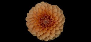 Floral wallpaper 815 (3840x2160) (30 wallpapers)