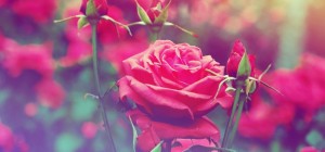 Floral wallpaper 797 (2560x1600) (30 wallpapers)