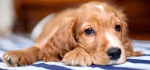 Dogs 111 (2560x1600) (22 wallpapers)