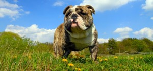 Dogs 110 (2560x1600) (30 wallpapers)