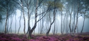 Квіткові шпалери 834 (3840x2160) (30 шпалер)