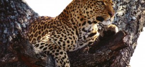 Коти 191 (30 шпалер)