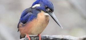 Птицы 181 (30 обоев)