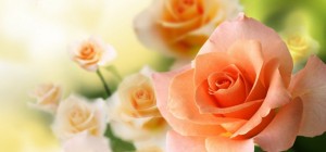 Floral wallpaper 880 (30 wallpapers)