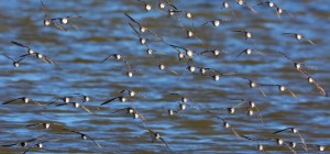 Birds 210 (30 wallpapers)